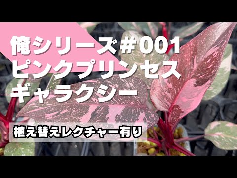 園芸 ペルシャヒョウモン