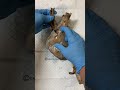 Aorta & Superior Vena Cava