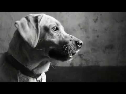 RakshitShetty Birthday Special Tribute Video || 777 Charlie || The Space Dog ||Manu Vijaynaik