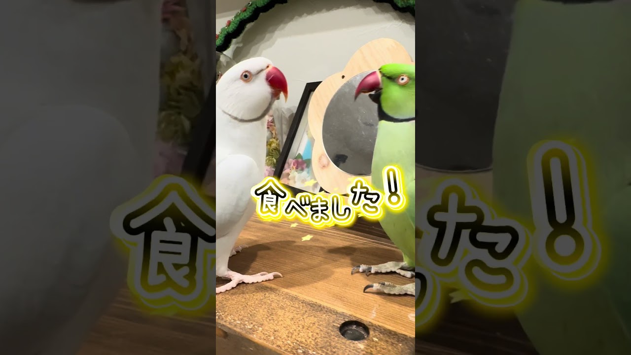 なつかCM 【ワカケホンセイインコ・インコ】