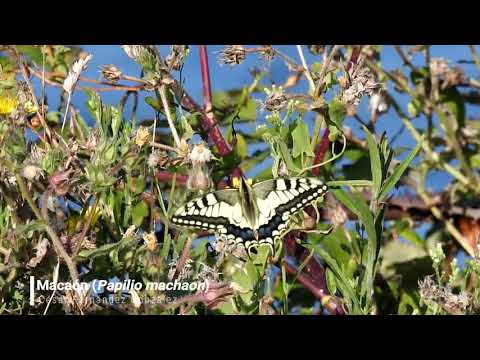 Vídeo de Papilio machaon. <em>© César Fernández González