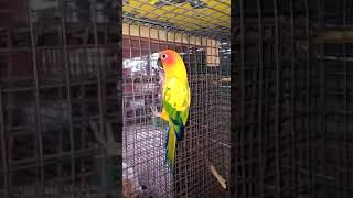 Conure Birds Videos