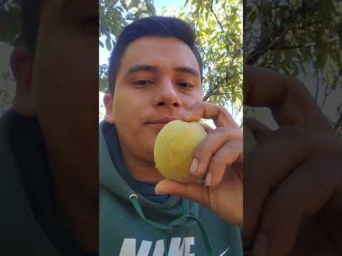 Cultivo de durazno 🍑 Feliz Año 2026 Dios los bendiga