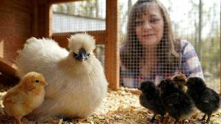 Will She Adopt New Chicks Meet a Broody Hen