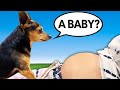 Telling Our Dogs We Are Pregnant to See How They React