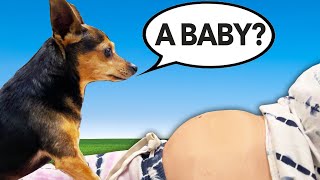 Telling Our Dogs We Are Pregnant to See How They React