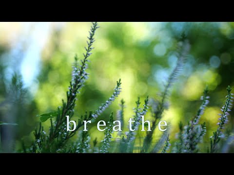 Breathe | Cinematic shortfilm of a pot plant in swirly bokeh
