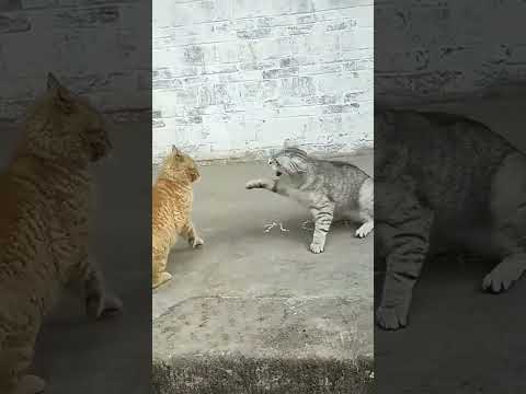 😂😂Cat 🐈🐈😂😂😳😳🤫🤫#funny #shorts