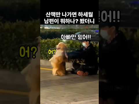 가정에 충실했던 내남편, 집에 늦게오자 몰래 따라가봤더니 #보더콜리