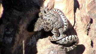 preview picture of video 'snake trying to kill gecko / slang pakt gekko in extremadura'