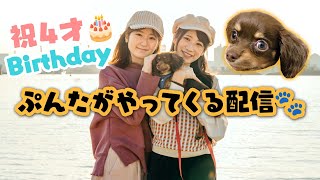 【誕生日】大暴れ犬?ぷんたとドタバタお祝い生配信！！！！