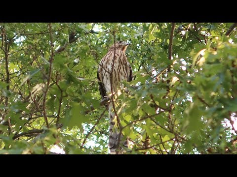 Hawk attack in the Front Yard Garden!