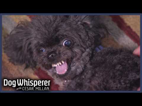 Most Aggressive Teacup Poodle Attacks Its Owners | Dog Whisperer With Cesar Millan