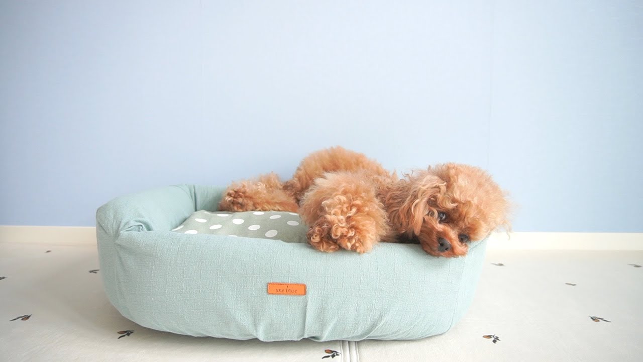 新ベッドを気に入り過ぎて犬がこうなりました。