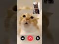 Moo Cat Facetimed Herman.. What Happens Next? #cats #shorts