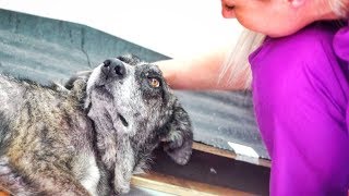 A giant old dog was dying, and then everything changed !