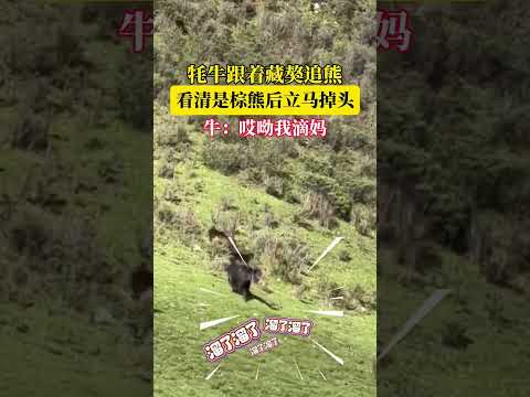 牦牛跟着藏獒一起追熊，看清是棕熊后立马掉头。 #万万没想到