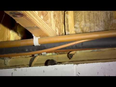 A Mouse Crawling Though the Basement in Tinton Falls, NJ