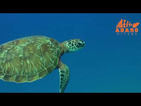 PADI - Never Fall in Love with a Scuba Diver