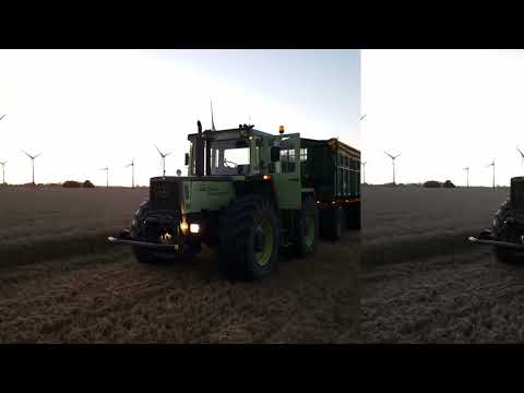 Weizenernte 2023 auf Fehmarn