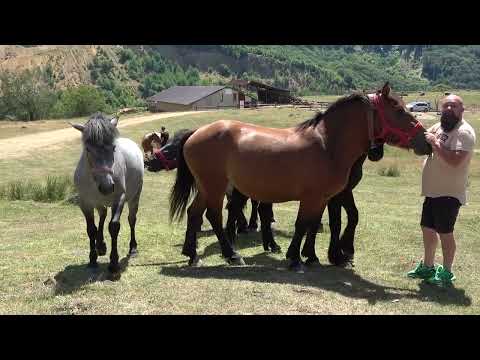 Caii lui Bacheru de la Cicarlau, Maramures - 2022 Nou!!!
