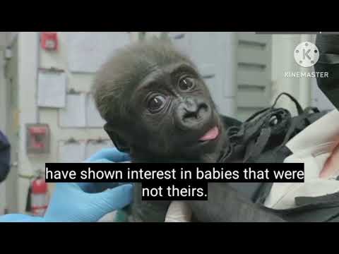 Baby gorilla 'Jameela' on a journey to find a surrogate mum