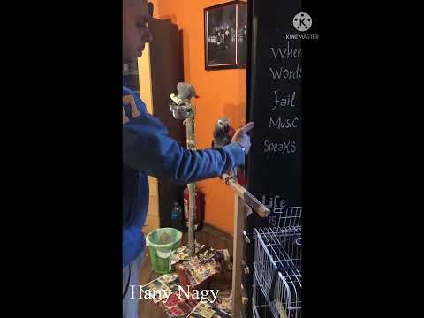 Hany Nagy هاني ناجي - صعود الببغاء علي اليد بدون عض