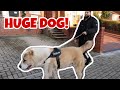 You WILL NOT Believe how MASSIVE MY DOGS become + LEG DAY