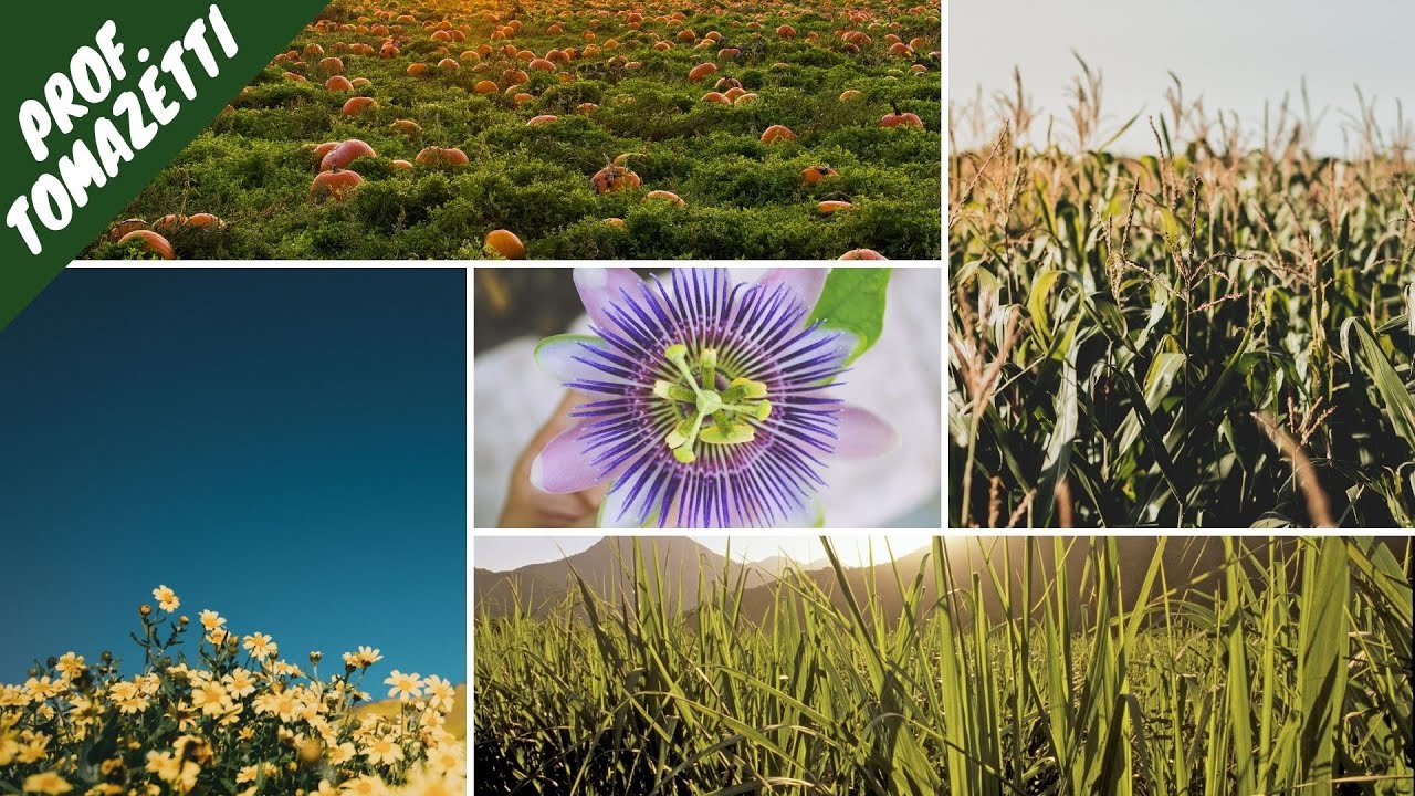 Melhoramento para espécies Alógamas PARTE II | Melhoramento Genético Vegetal