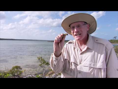 Selection by Predation - Lizard Experiment Results