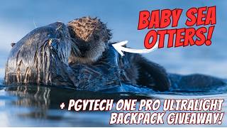 Baby Sea Otters & Bald Eagles – Alaska’s Perfect Day + Pgytech OnePro Ultralight Backpack Giveaway!