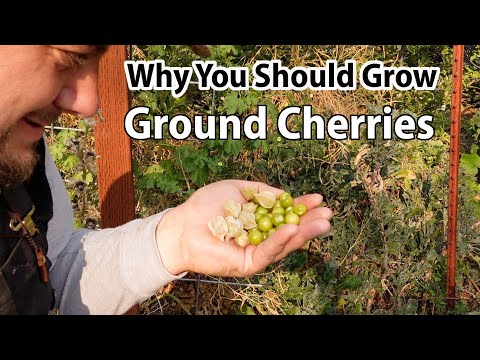 YouTube video about: Can dogs eat ground cherries?