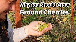 How To Grow Ground Cherries | An Amazingly Abundant No Work Food Crop