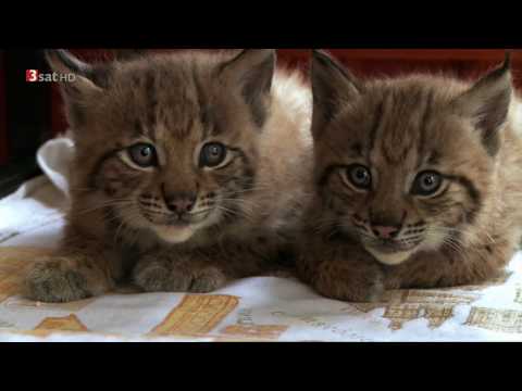 Die Auswilderung zweier Jungluchse - live miterlebt