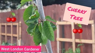 Planting a Young Cherry Tree - Container planting - UK