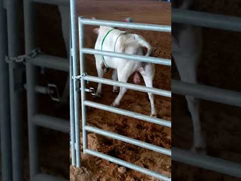 Okeechobee bull riding