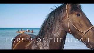 4K - Horses on the beach - Port Hughes South Australia 4K - Horses on the beach - Port Hughes South Australia