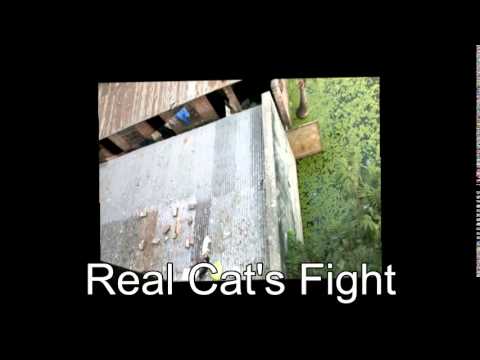 Real Cat's Fight@Adil-Zones