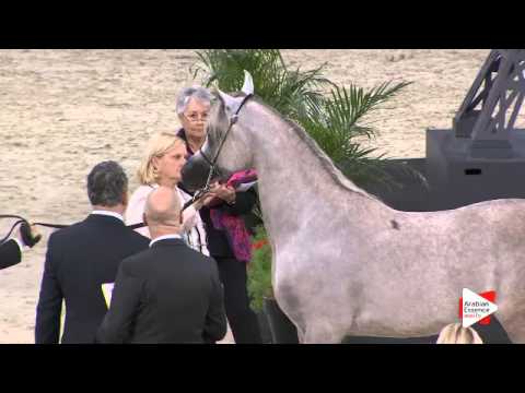N.86 JALAL ALJASSIMYA - Paris 2015 - Yearling Colts (Class CM4 B)