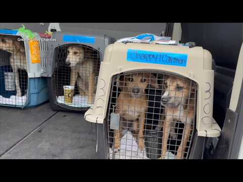 Shelter Pets Fly