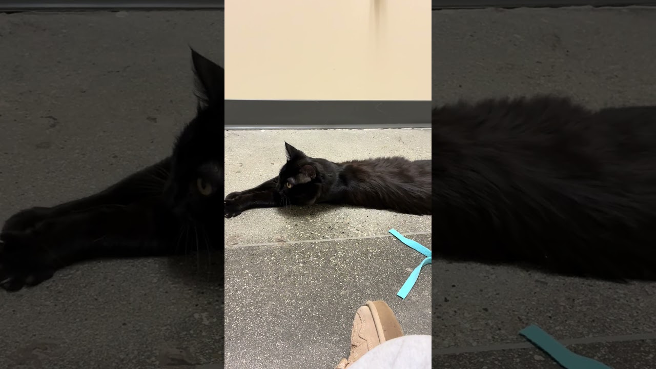 Enlarge Maui, an adopted Domestic Medium Hair in Los Angeles, CA video 4/4