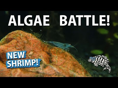 download lagu mp3 mp4 Ghost Shrimp Algae, download lagu Ghost Shrimp Algae gratis, unduh video klip Ghost Shrimp Algae