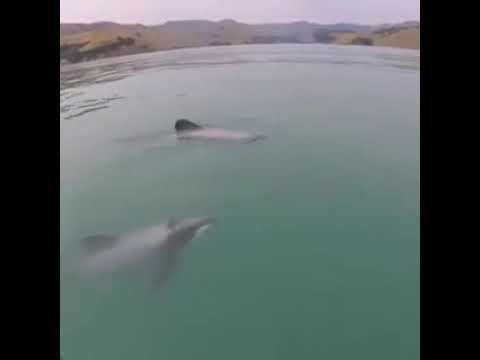 Dolphins come to visit paddler