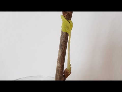 Propagating Plants #2 - My new tomatoes