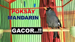 Download lagu PANCINGAN Poksay Mandarin MACET jadi GACOR anti LELET mp3