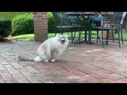 🤮  Ragdoll Cat Vomiting after Eating Grass