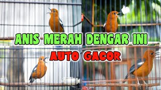Download lagu 4 EKOR ANIS MERAH NGEPLONG GACOR UNTUK PANCINGAN ANIS MERAH BIAR BUNYI mp3 Download lagu 4 EKOR ANIS MERAH NGEPLONG GACOR UNTUK PANCINGAN ANIS MERAH BIAR BUNYI mp3