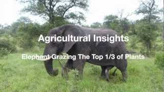 Elephant Grazing The Top 1/3 of Plants in South Africa