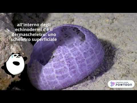 "Gli Echinodermi" creato da Elia e Valentino