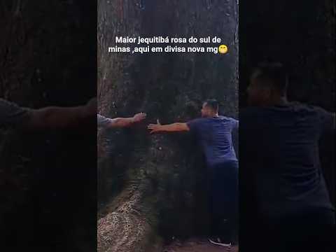 MAIOR JEQUITIBÁ ROSA DO SUL DE MINAS ,AQUI EM DIVISA NOVA MG#shortvideo #yt @claudineialves1320